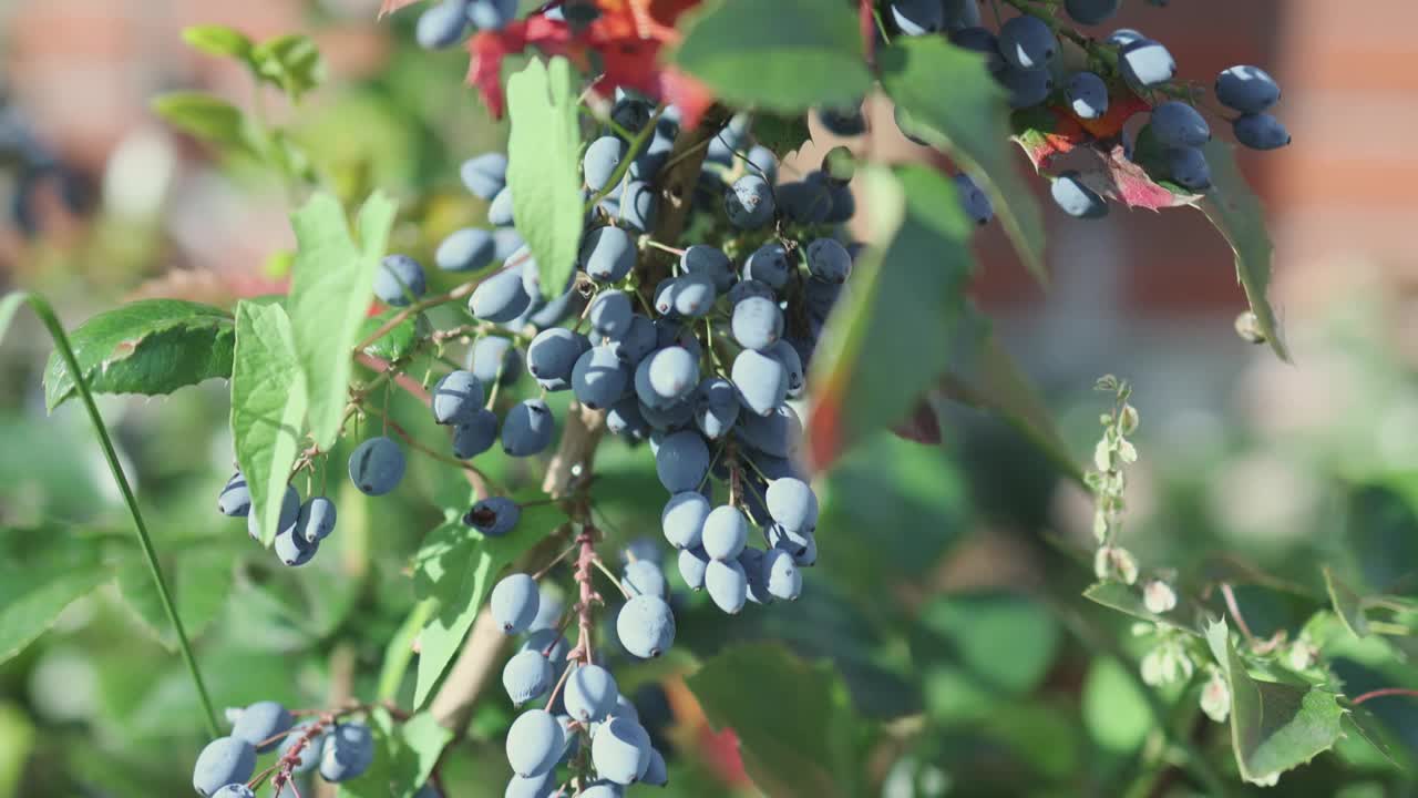 小檗属土石楠属俄勒冈葡萄的蓝莓视频素材