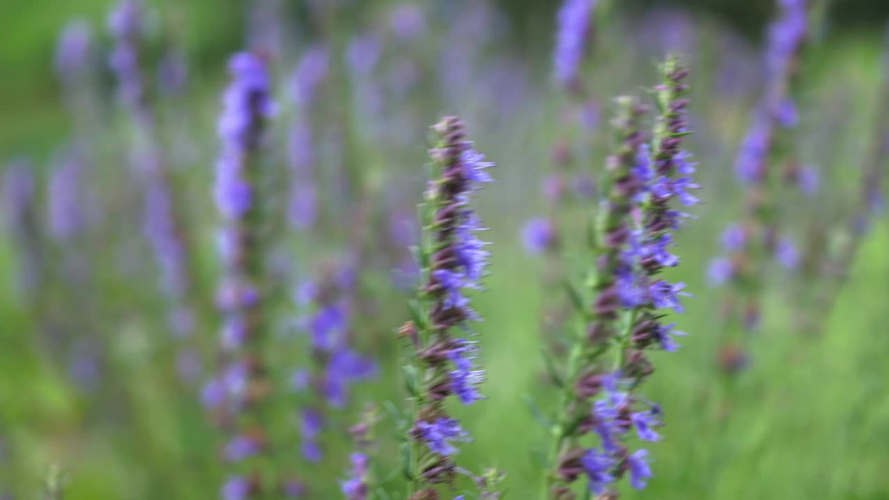 在阳光明媚的天气里，一丛紫色的薰衣草视频素材