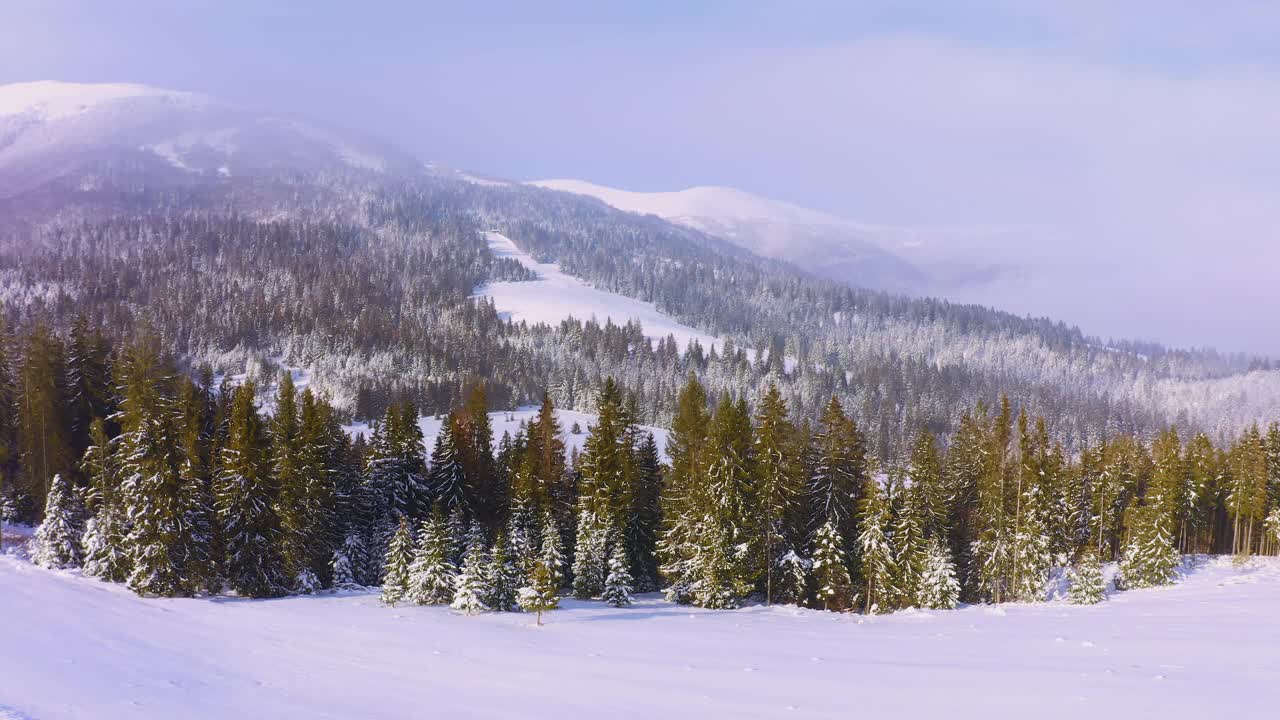 郁郁葱葱的圣诞树和白雪覆盖的山坡上有一个滑雪的地方视频素材