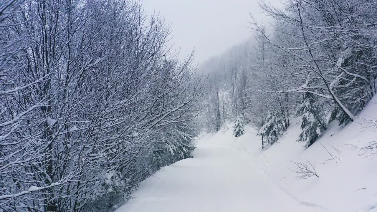 茂密的云杉森林覆盖着喀尔巴阡山脉的雪山，雪花从天空中飘落视频素材