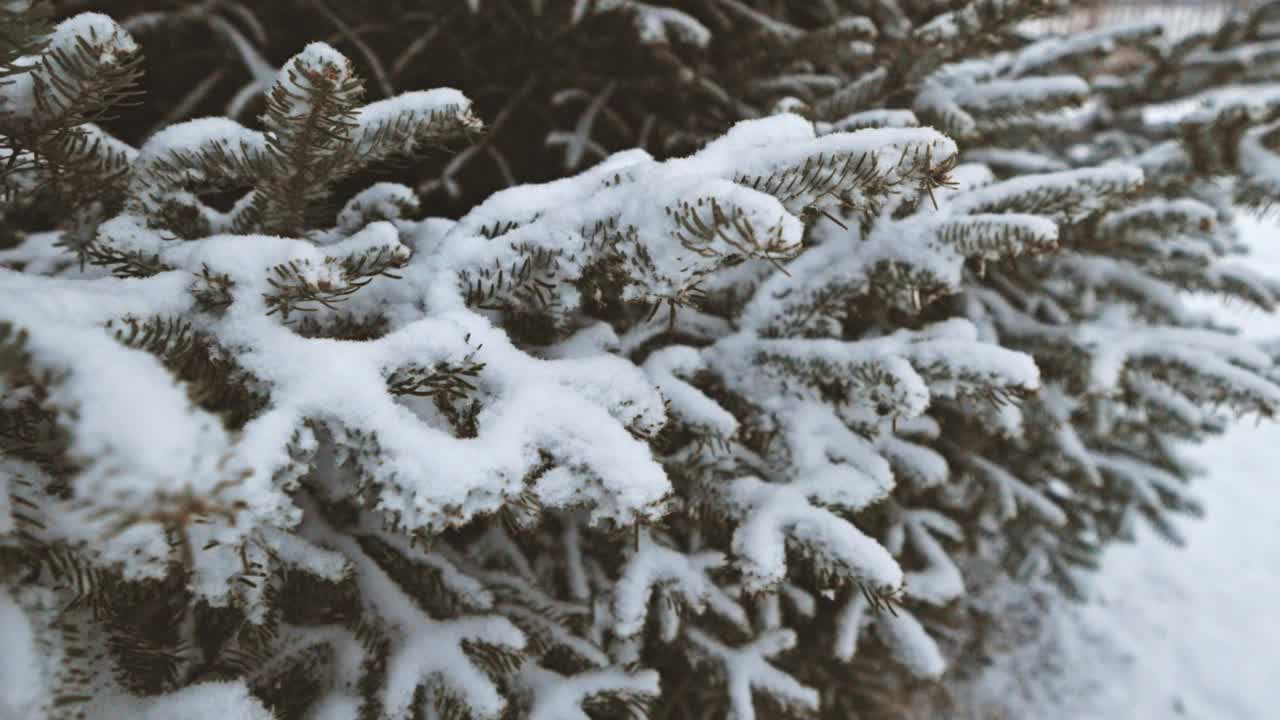 靠近被雪覆盖的云杉树枝视频素材