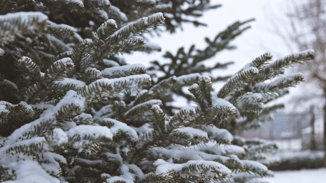 雪花落在树枝上视频素材