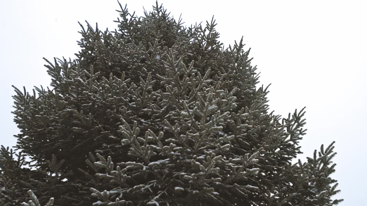 雪花飘落在圣诞树上视频素材