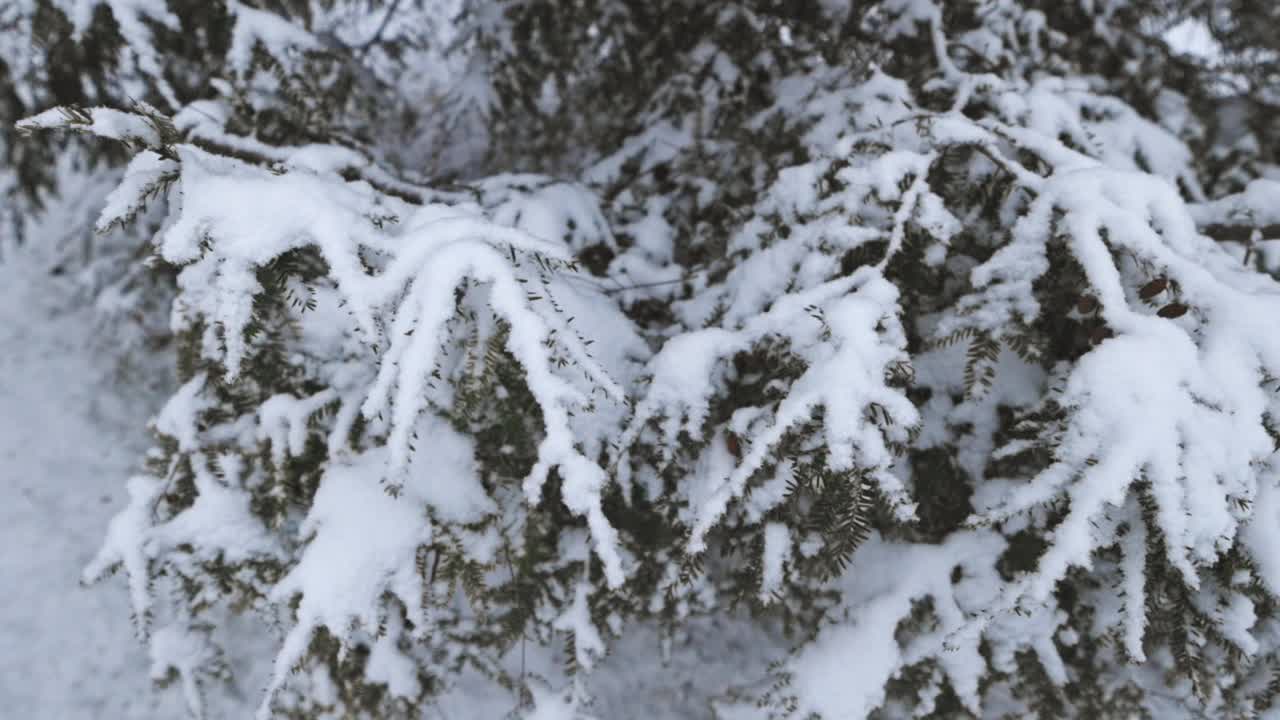 被雪覆盖的针叶树视频素材