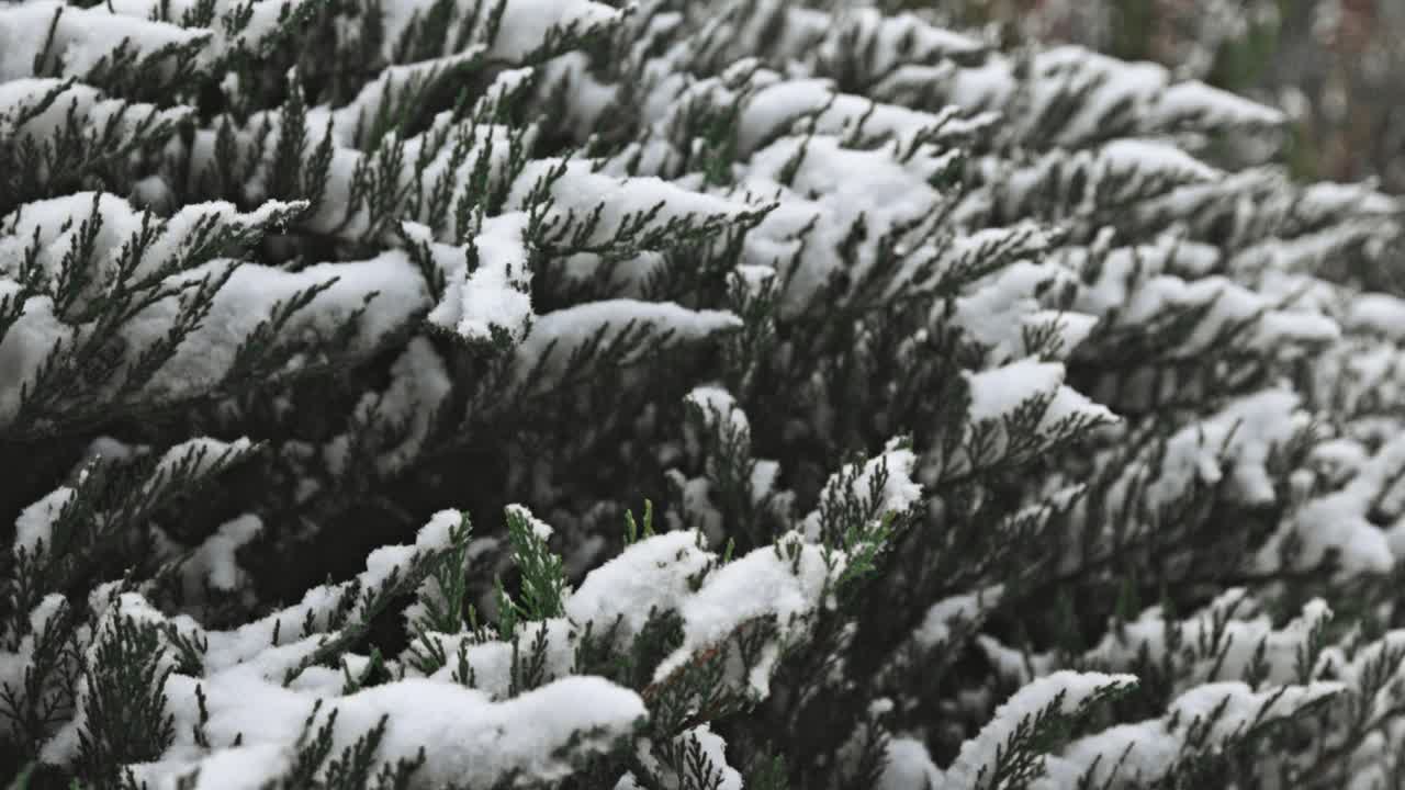 柏树被雪覆盖着视频素材