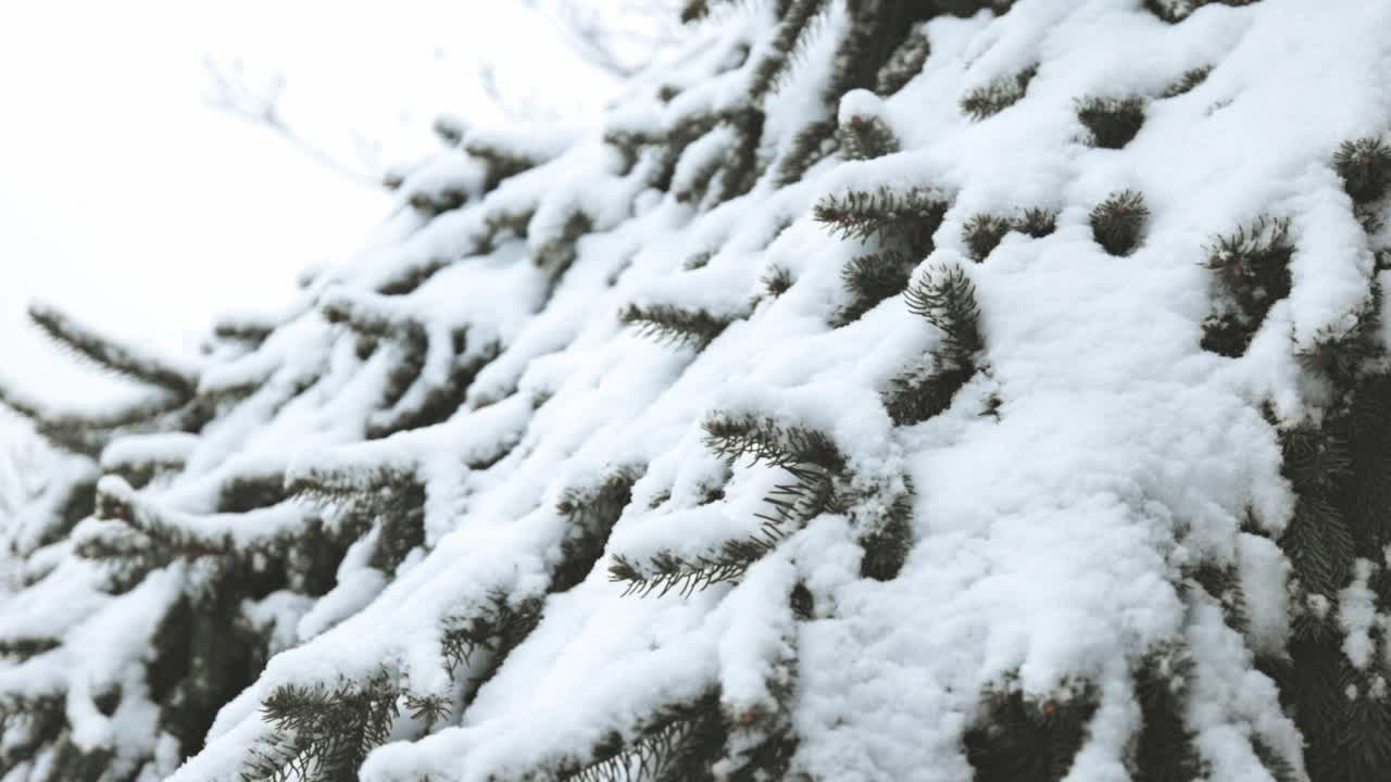 特写-雪落在云杉树上视频素材