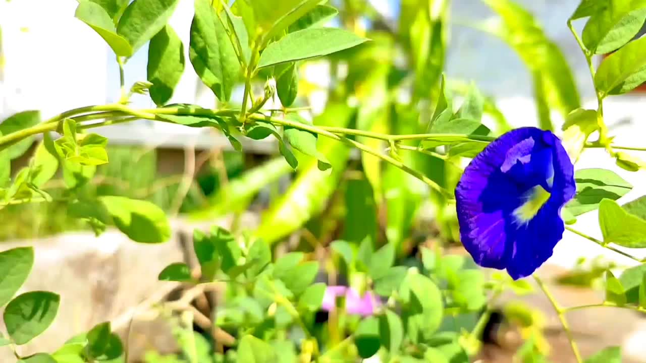 这风吹的特朗花视频素材