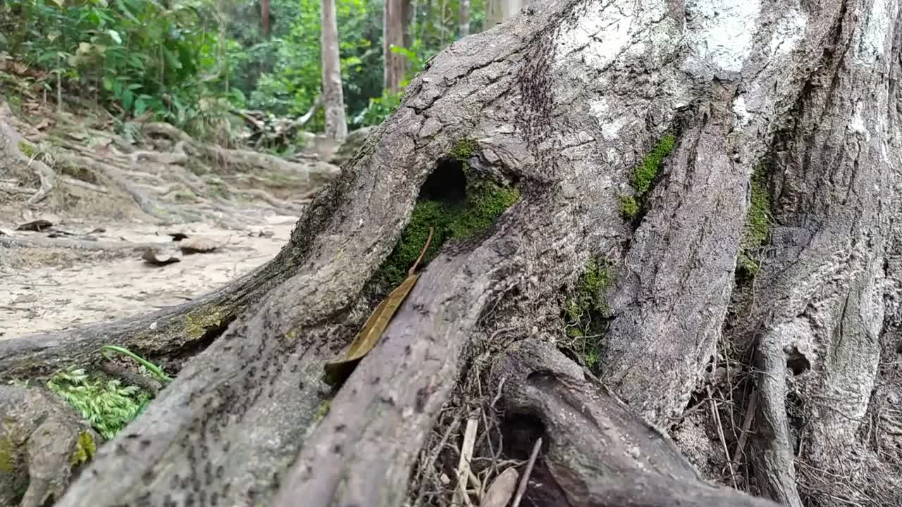 一群蚂蚁视频下载