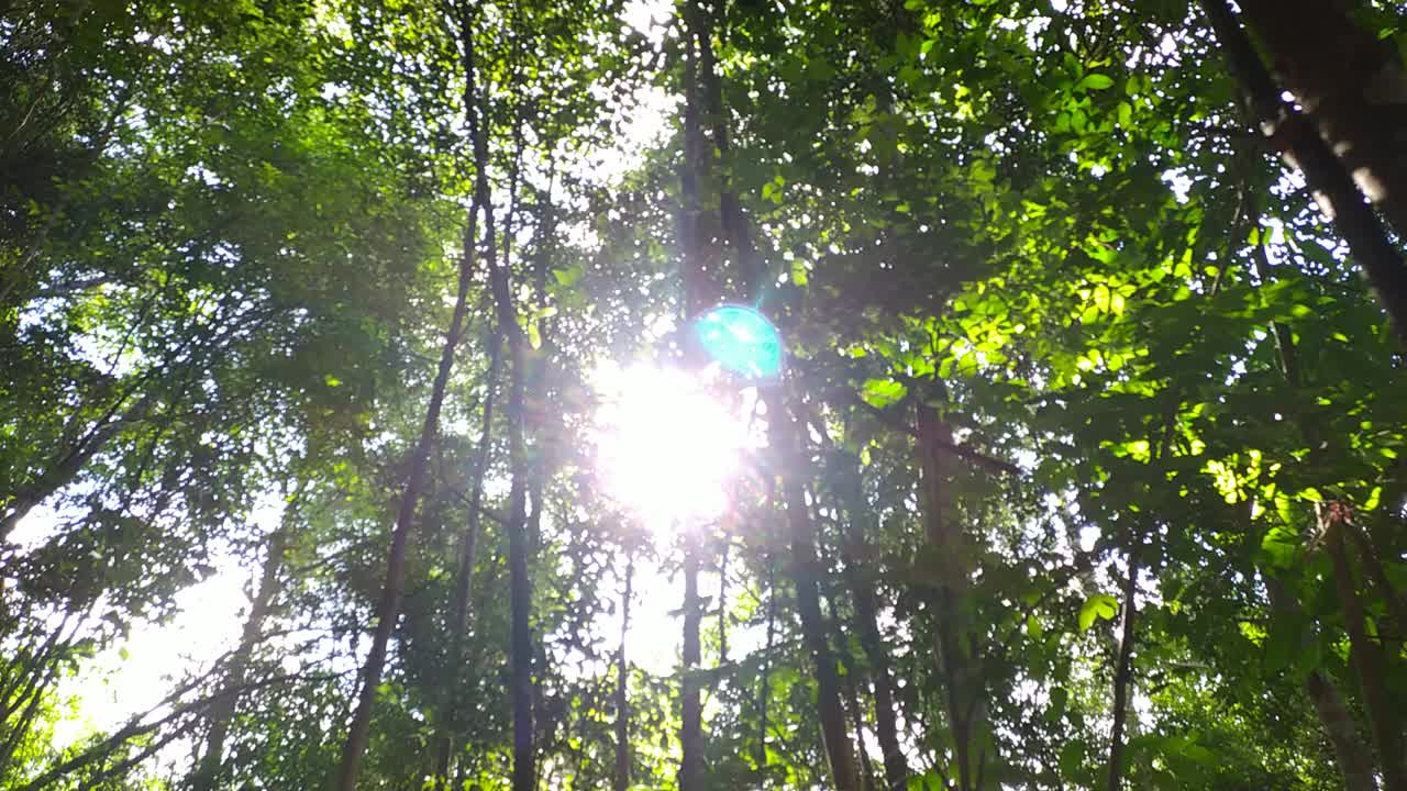 别名山森林视频下载