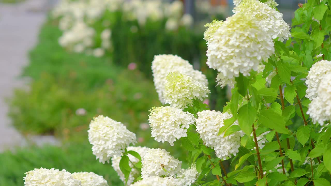 花园中的花朵背景4k慢镜头60帧视频素材