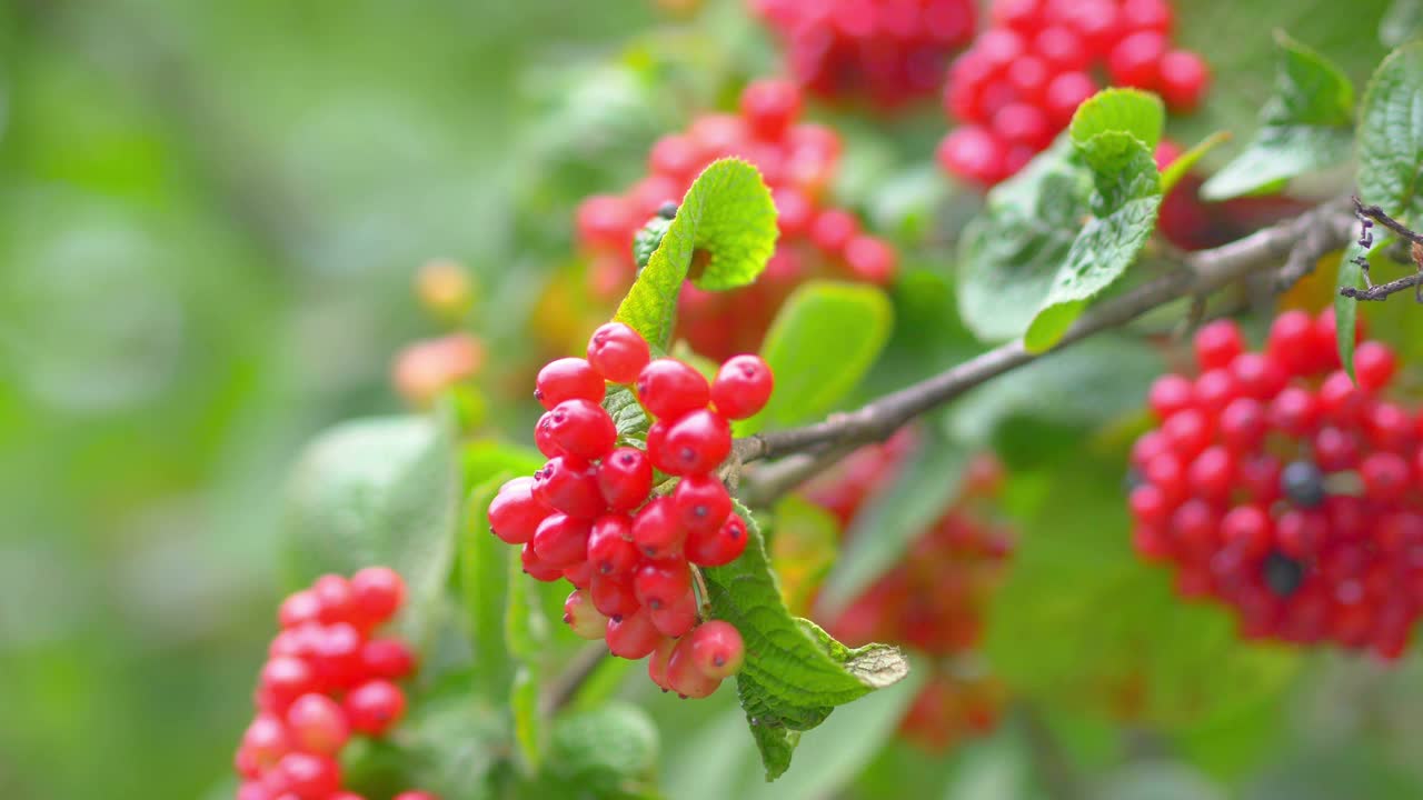 花园中装饰灌木上的红色水果，4k慢镜头60帧视频素材