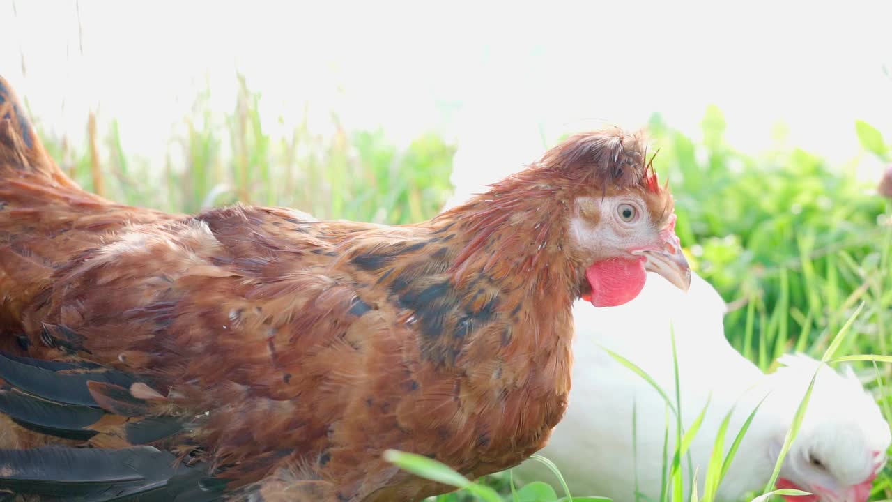 在阳光明媚的日子里，两只可爱的棕白相间的母鸡在农场里吃草视频素材