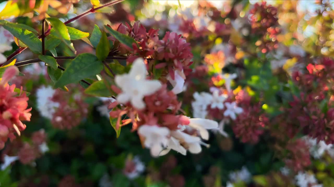 五彩缤纷的秋天花和叶视频素材