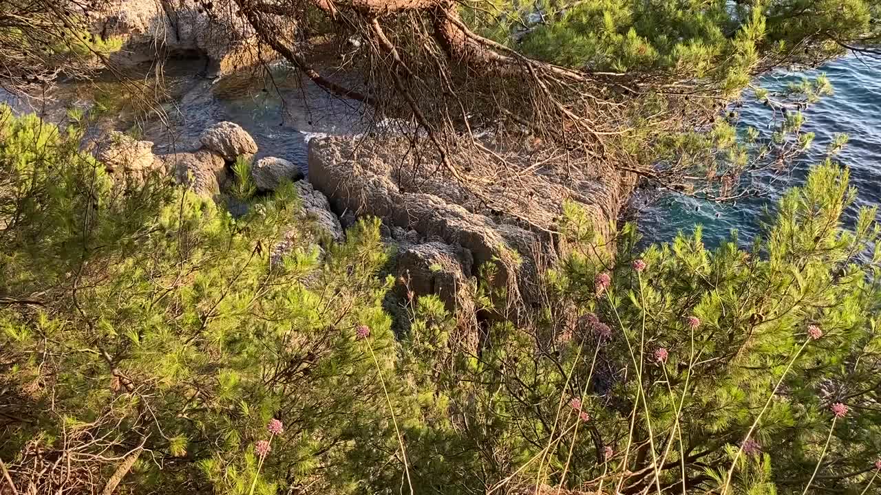 森林里的松树在蓝色的大海，田园般的地中海夏季景观。海浪。海岸上的针叶树。放松，宁静，宁静，美丽的自然。视频素材