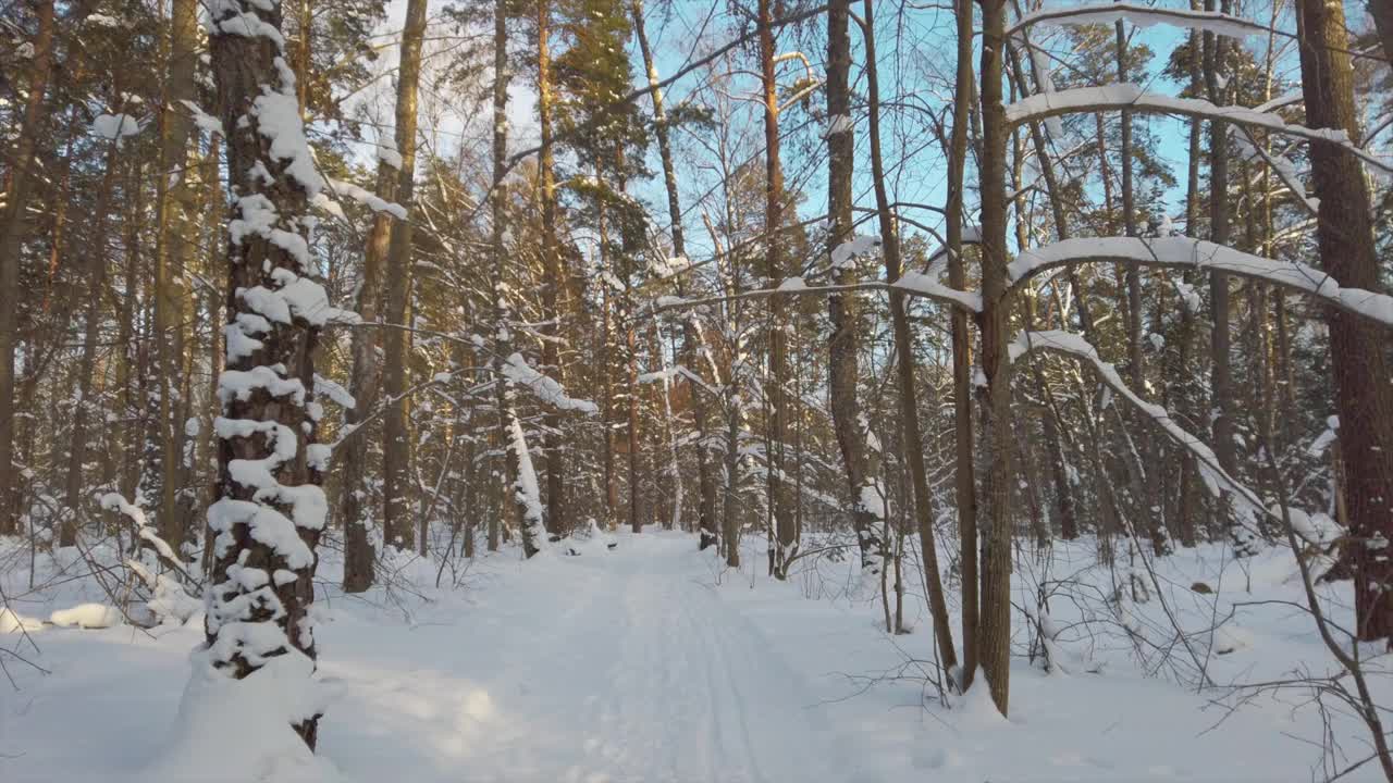 在阳光明媚的日子里，冬天的森林里飘着洁白的雪。冬天的路。视频素材