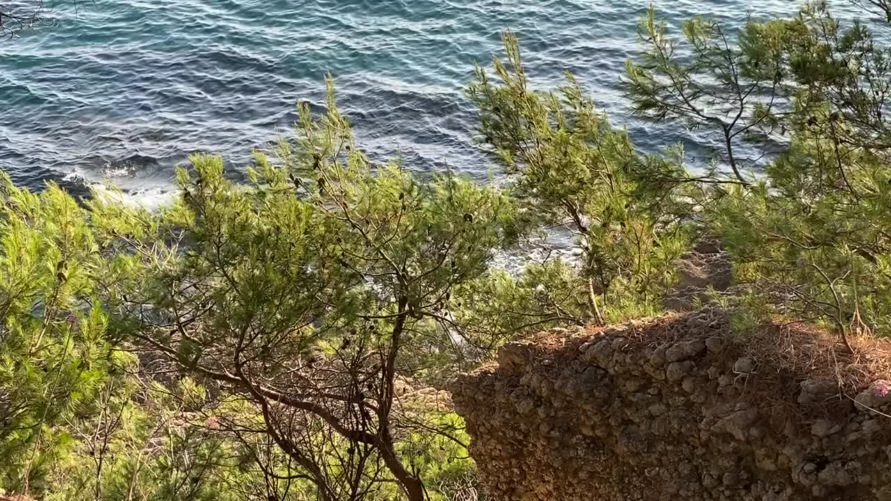 森林里的松树在蓝色的大海，田园般的地中海夏季景观。海浪。海岸上的针叶树。放松，宁静，宁静，美丽的自然。视频素材