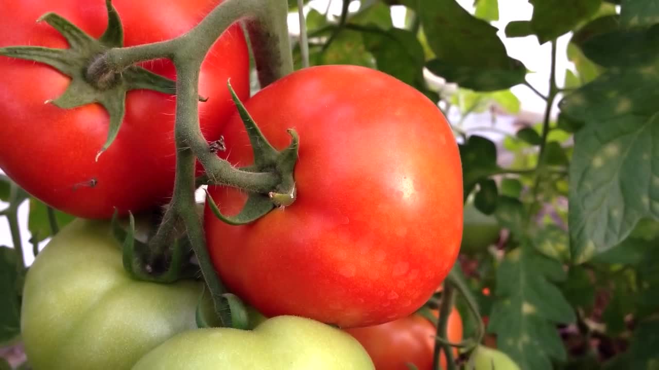 温室里的树枝上挂着一串串的西红柿。夏天成熟的绿色西红柿。镜头慢慢从胎儿身上移开视频素材