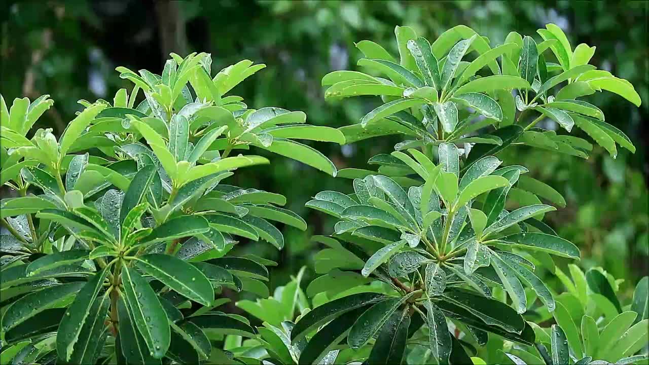 柔和的雨落在美丽的绿色树叶上视频素材