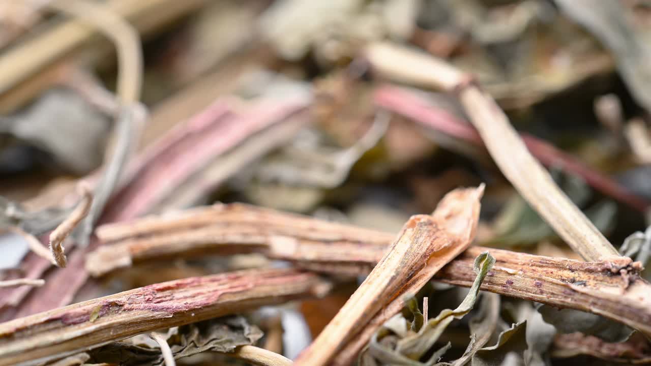 角观草本灵香草或灵香草或灵香草旋转视频素材