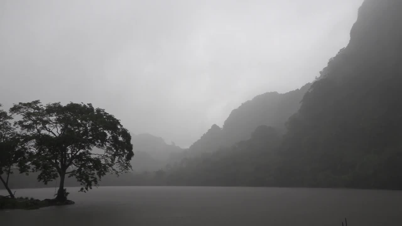 树在湖边的薄雾中。灰色和沉重的主题。恐怖惊悚电影视频下载