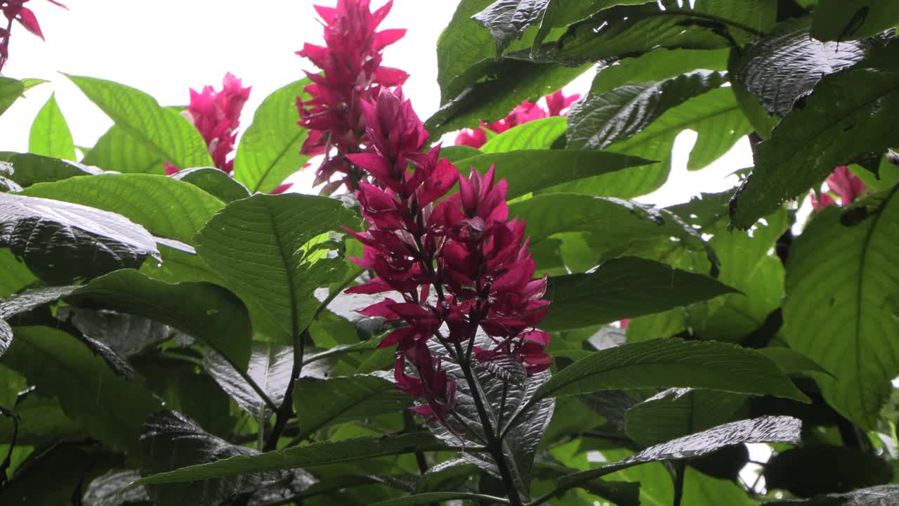 热带粉红花卉植物在雨中生长，在雨季有绿色的叶子视频素材