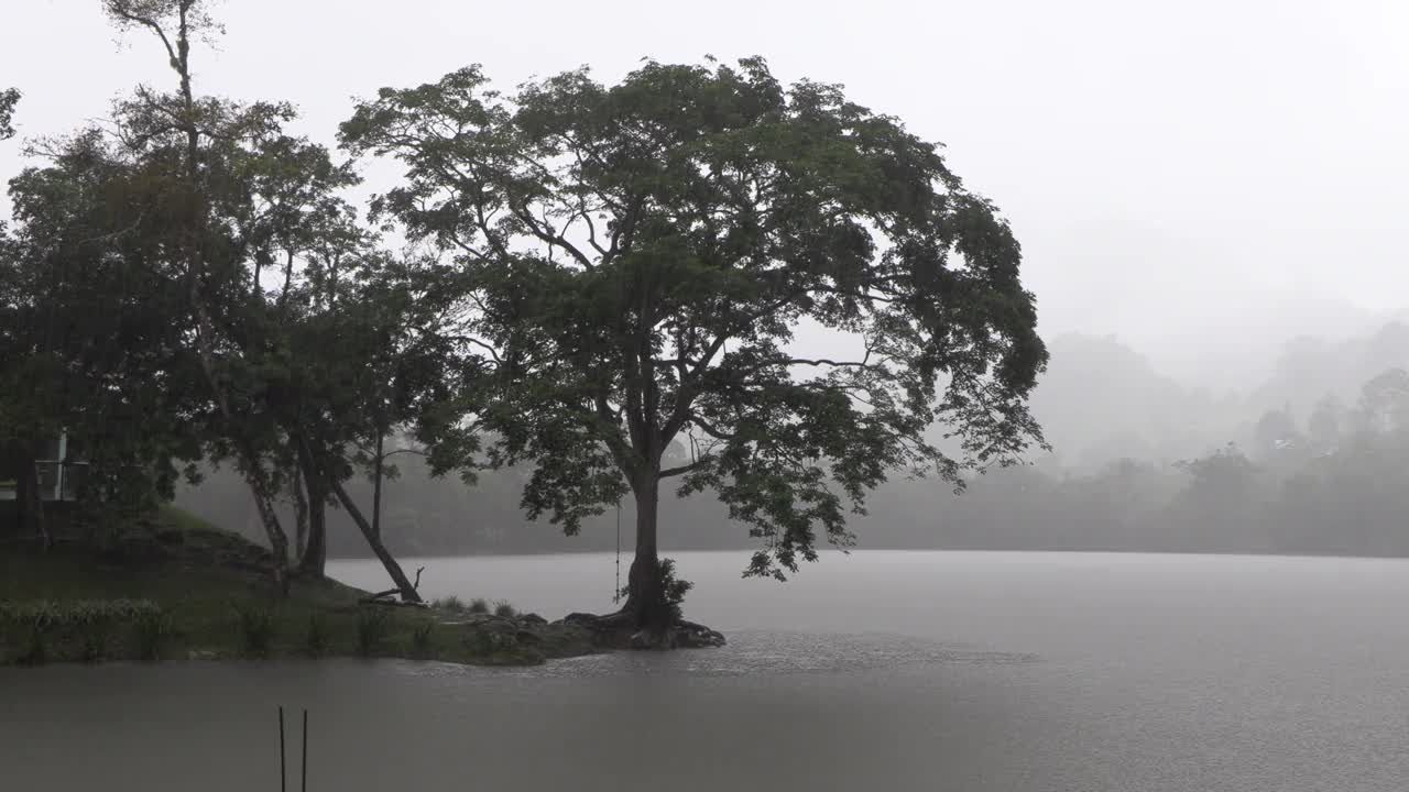 树在湖边的雾，屁股和紧张的气氛。灰色的墙纸，悲伤的场景。4 k视频素材