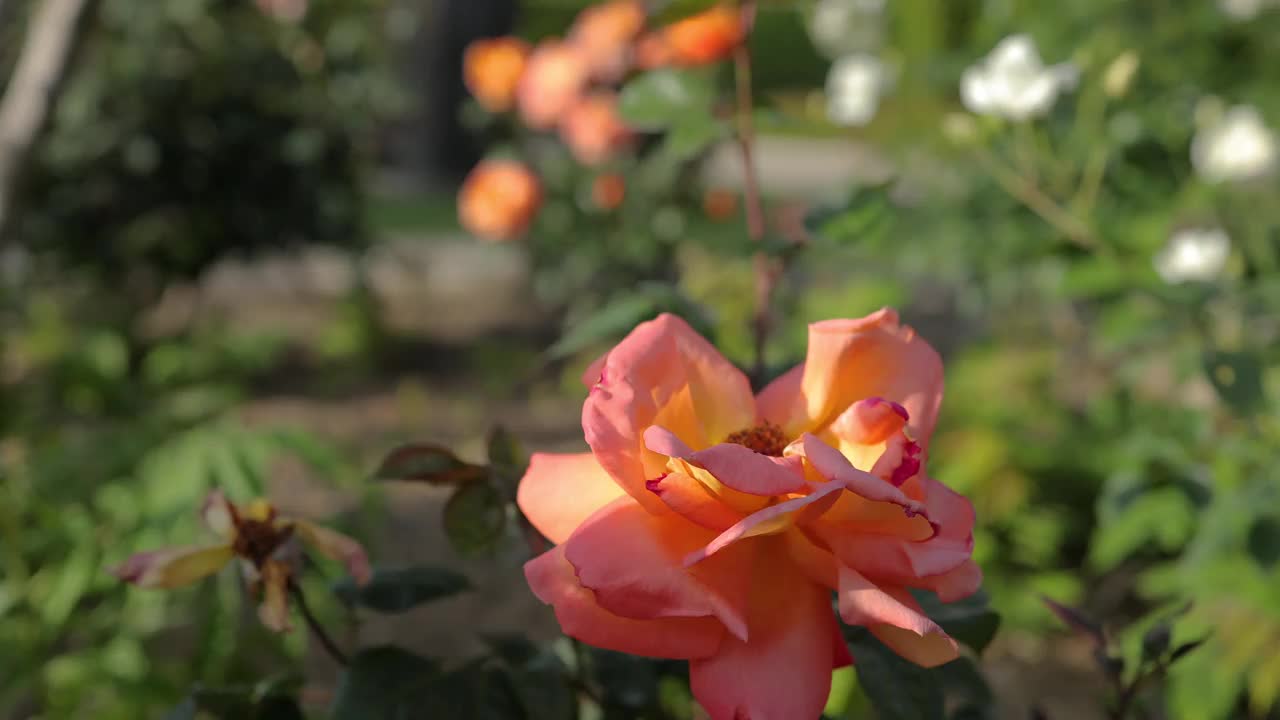 橙玫瑰在花园里开花视频素材