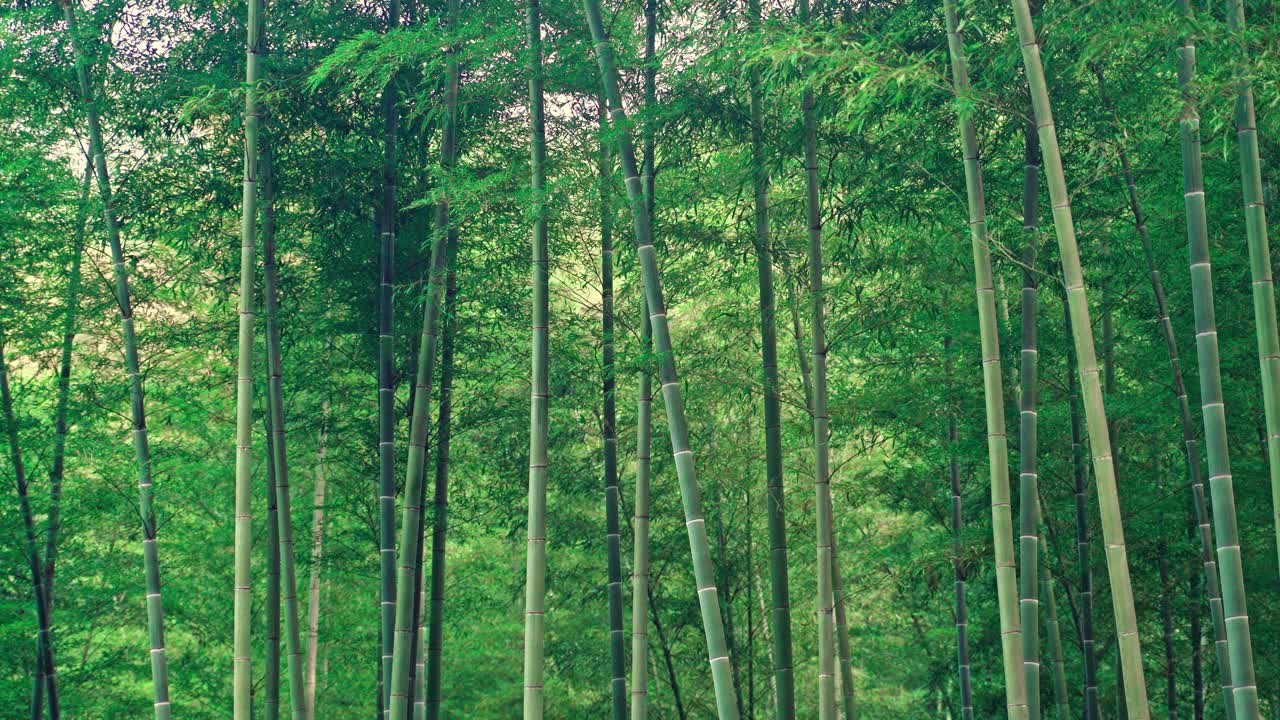 山里的竹林视频素材