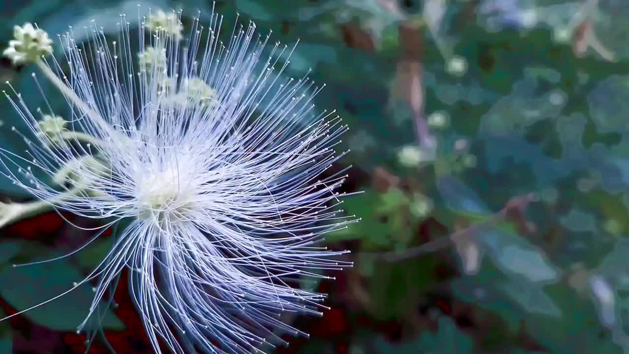 卡利亚德拉雄蕊在村庄的边缘视频素材