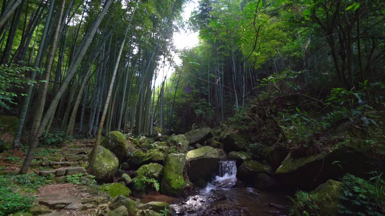 山上有竹林视频素材