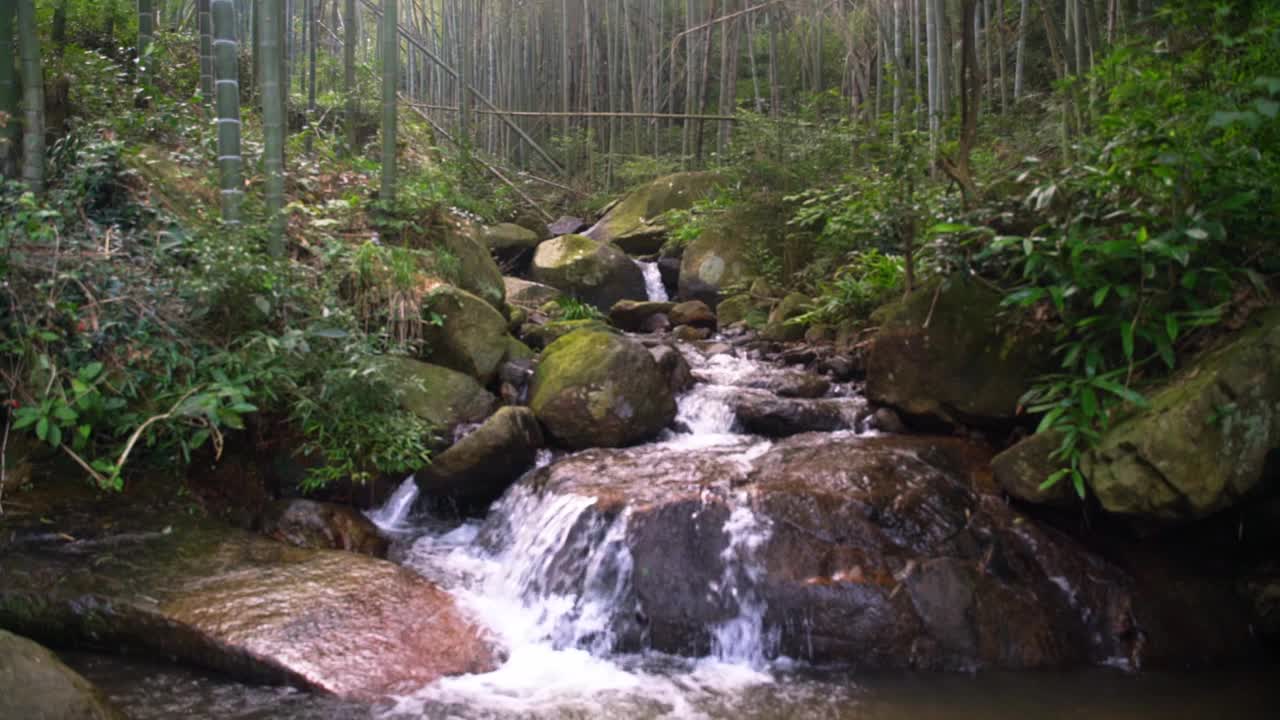 山里的竹林视频素材