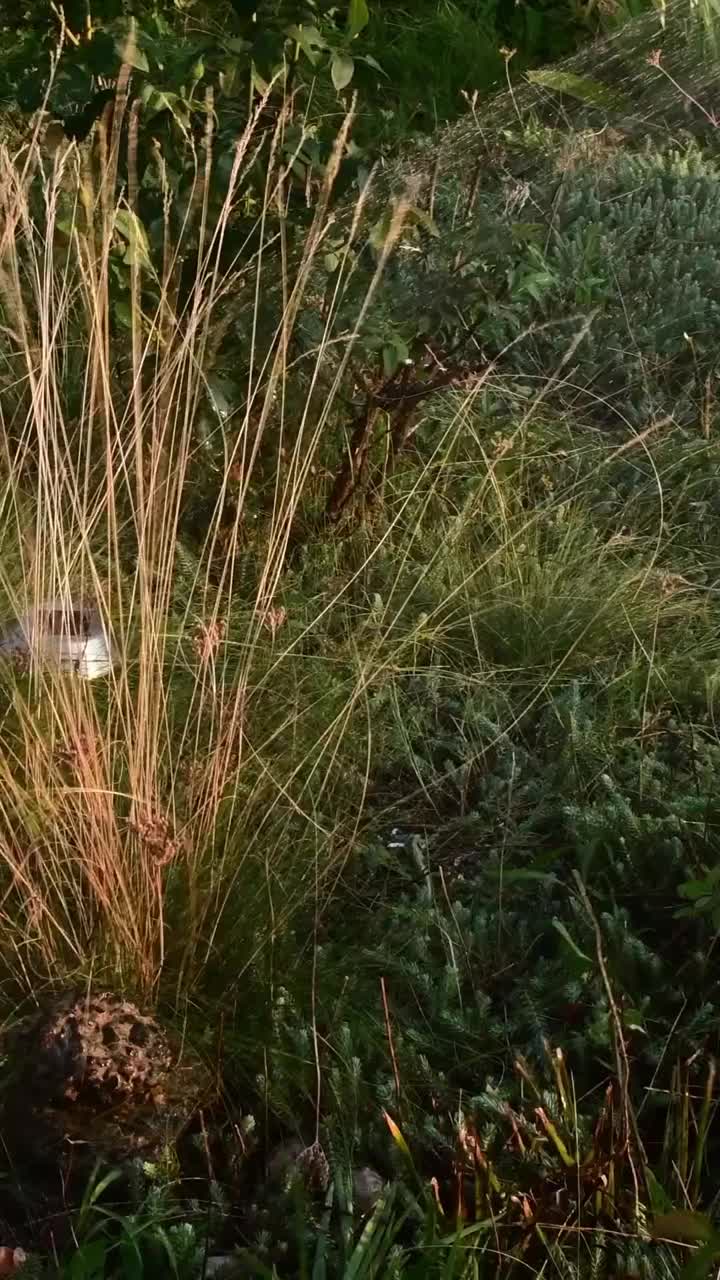 水从花园软管的喷淋器和花坛喷射视频素材