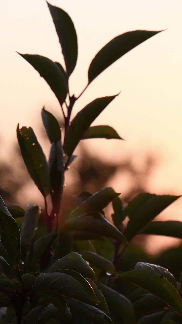 樱桃树的叶子在金色的夕阳中摇曳，伴着太阳的光芒视频素材