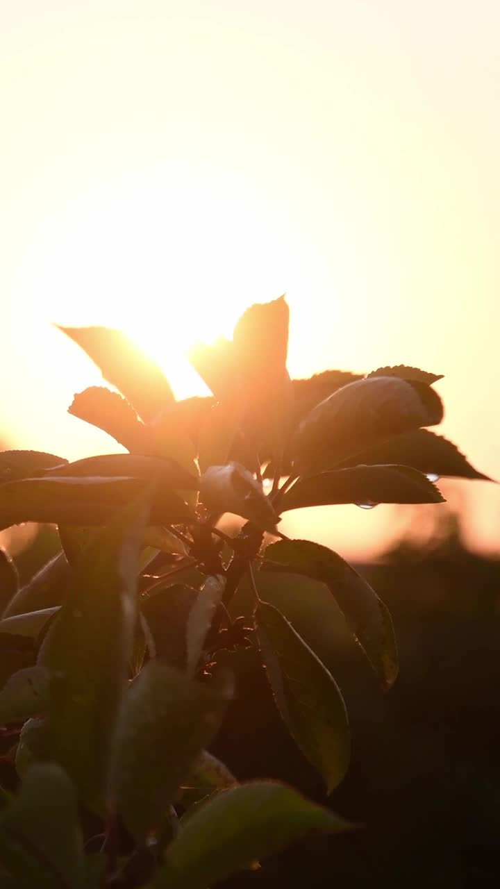 樱桃树的叶子在金色的夕阳中摇曳，伴着太阳的光芒视频素材