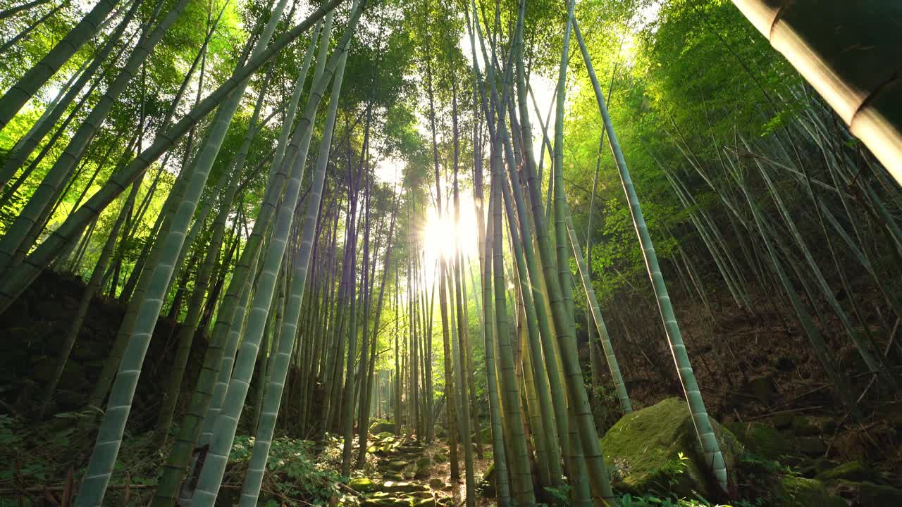 山里的竹林视频素材