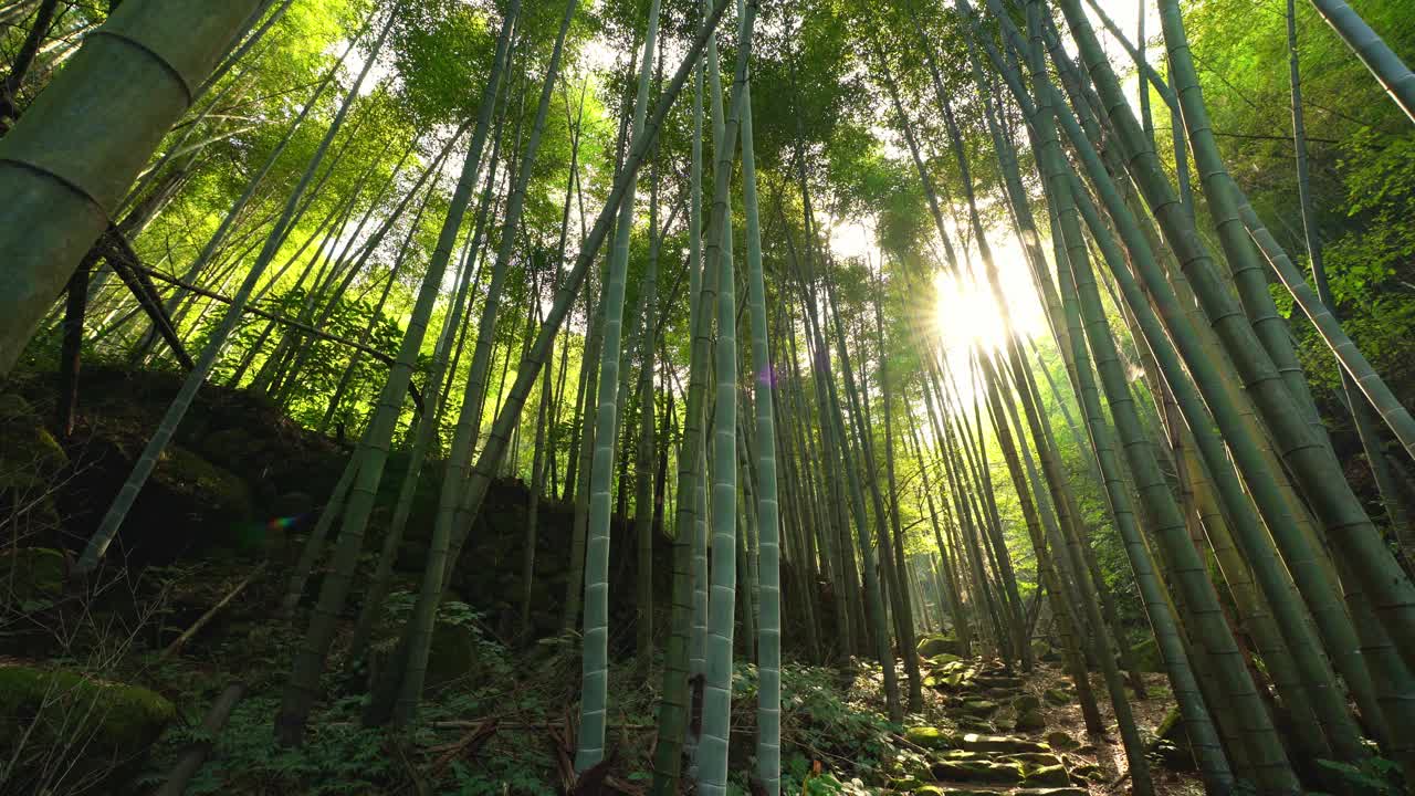 山里的竹林视频素材