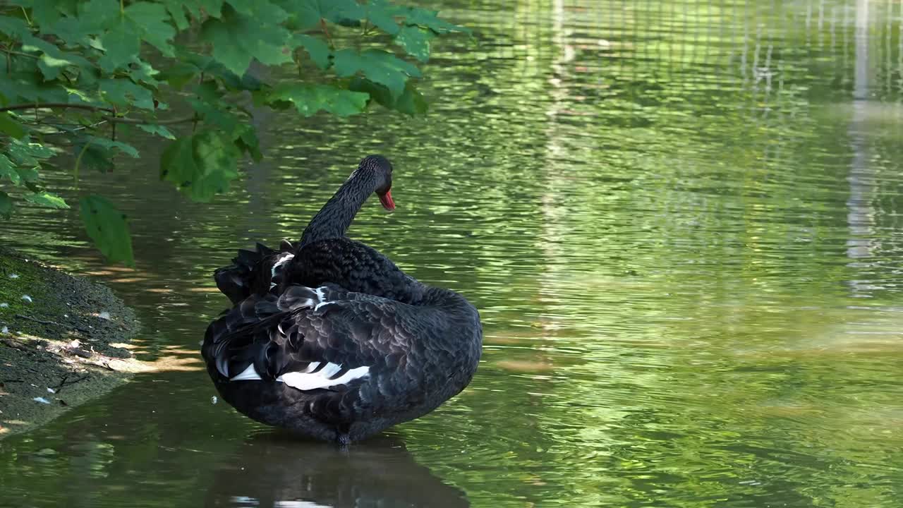 黑天鹅(Cygnus atratus)是一种大型水鸟，天鹅的一种视频素材