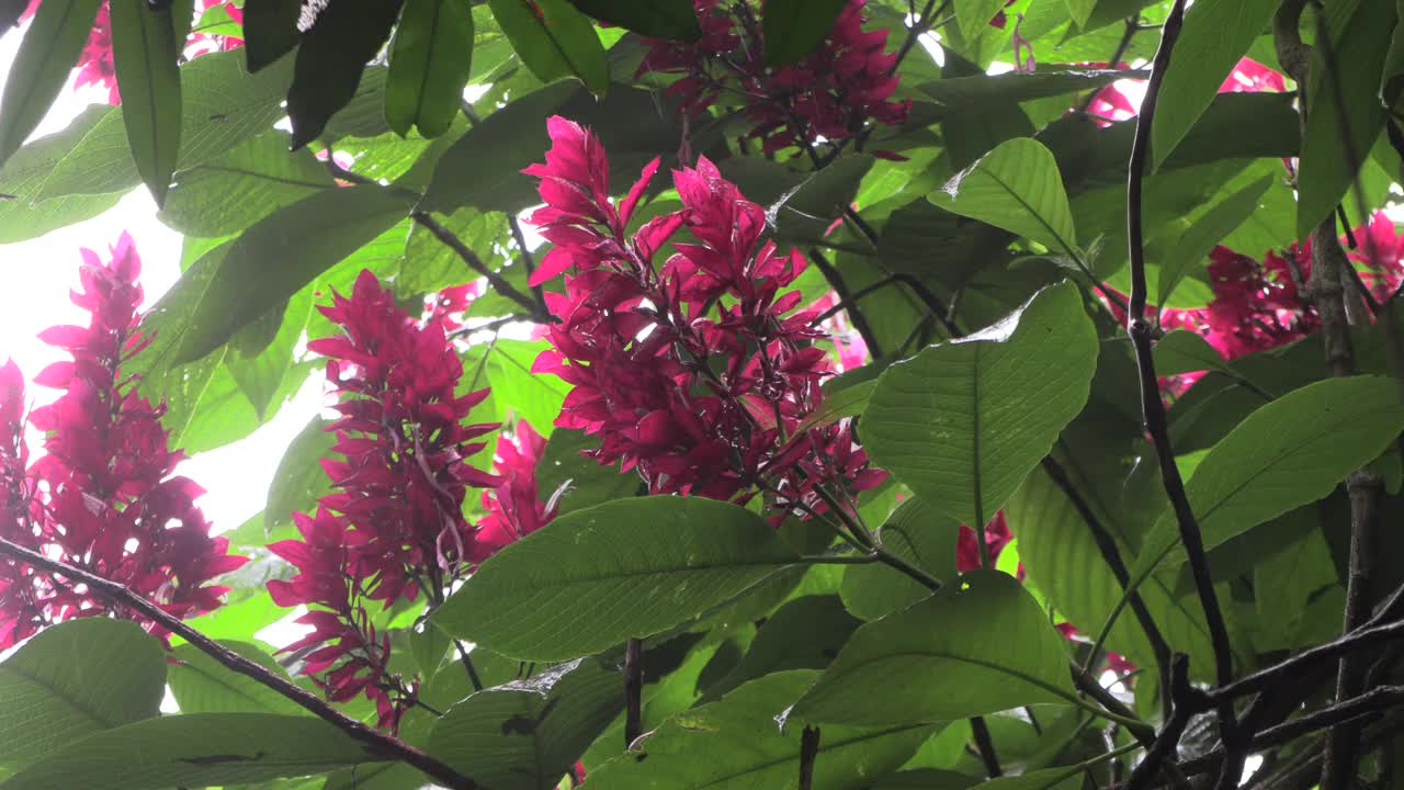 热带粉红色，淡紫色和紫罗兰色的花朵在雨季与美丽的绿色叶子视频下载