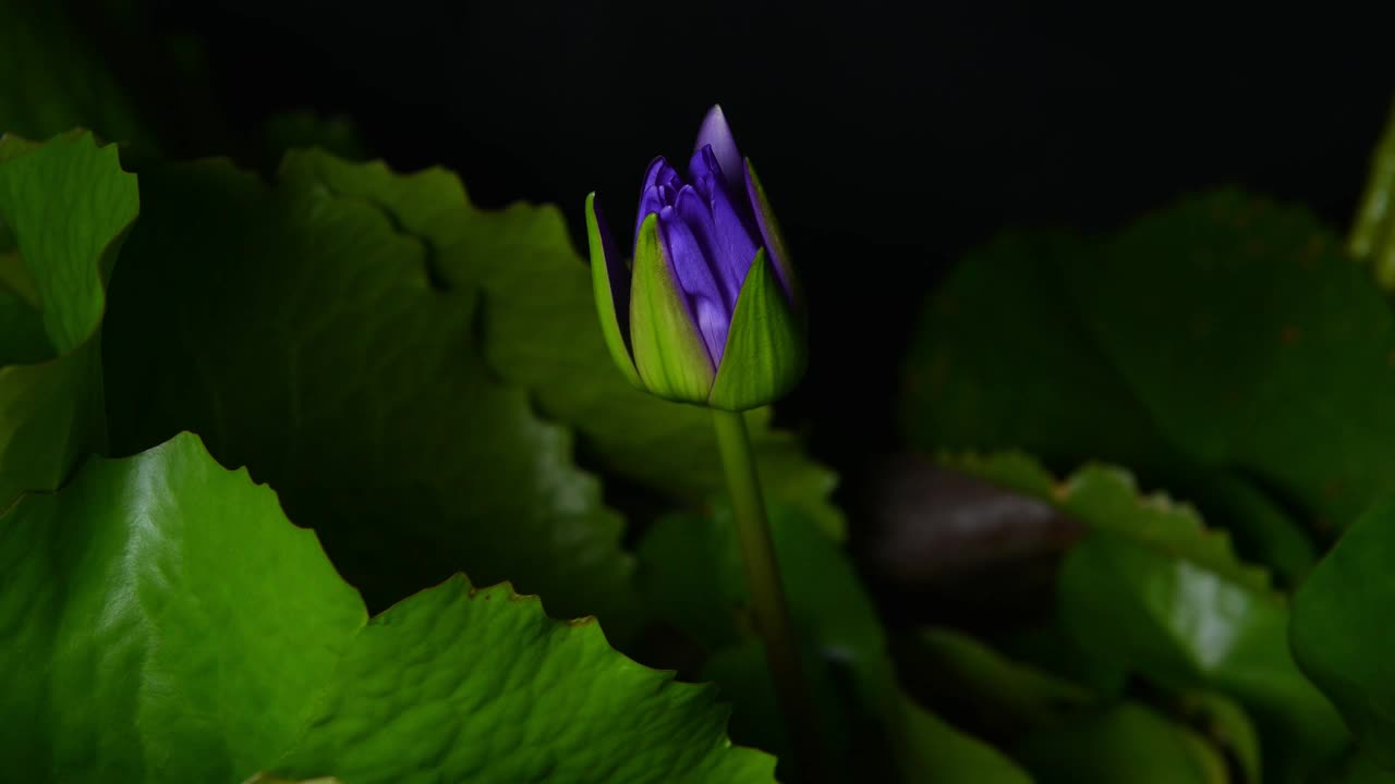 时光流逝，荷花在池塘里开放，荷花绽放视频素材