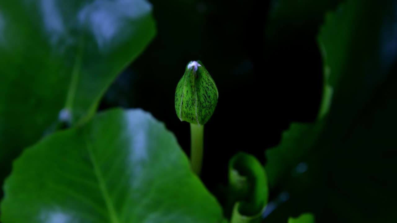 时光流逝，白色的荷花在池塘里开放，荷花盛开视频素材