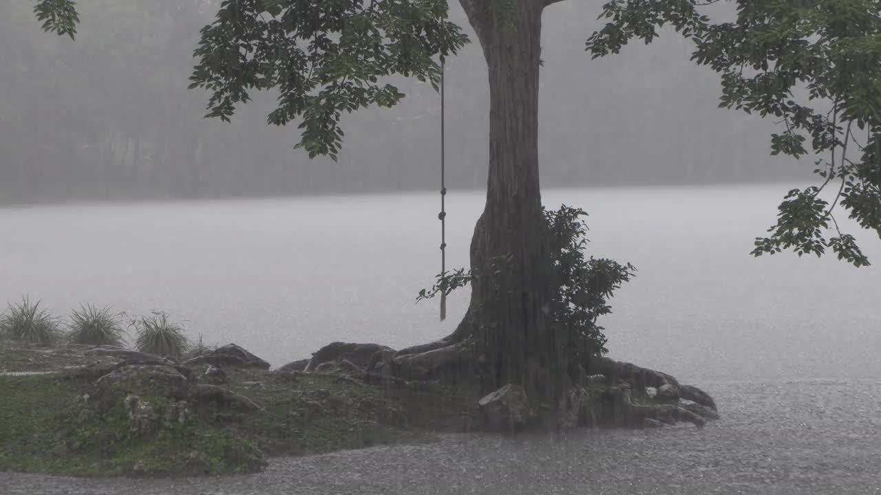 一串串挂在雨中的逗号树，雾蒙蒙的灰大气，黑暗而紧张视频下载