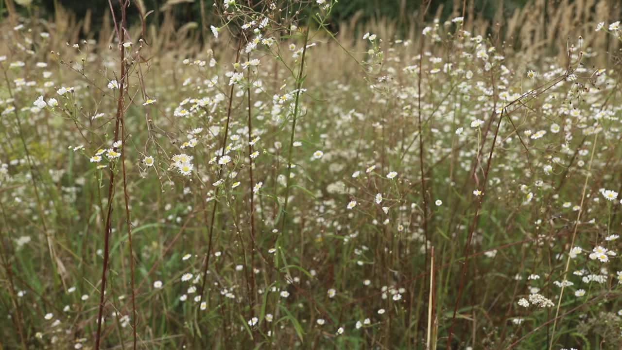 自然景观场
洋甘菊视频素材