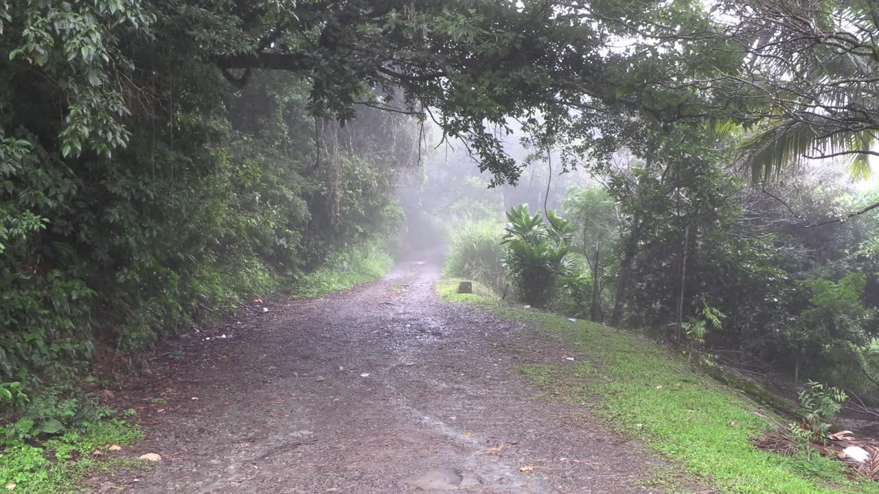 热带丛林里的石路，雨季里雾气弥漫，绿油油的植物丛生视频下载