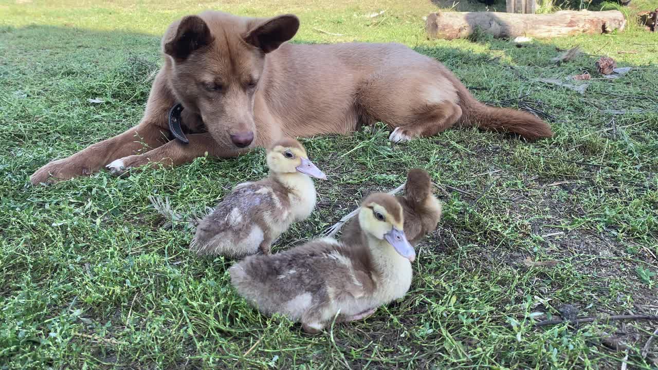 牧羊犬照看着小鸭子，这样它们就不会从农场跑掉了视频素材