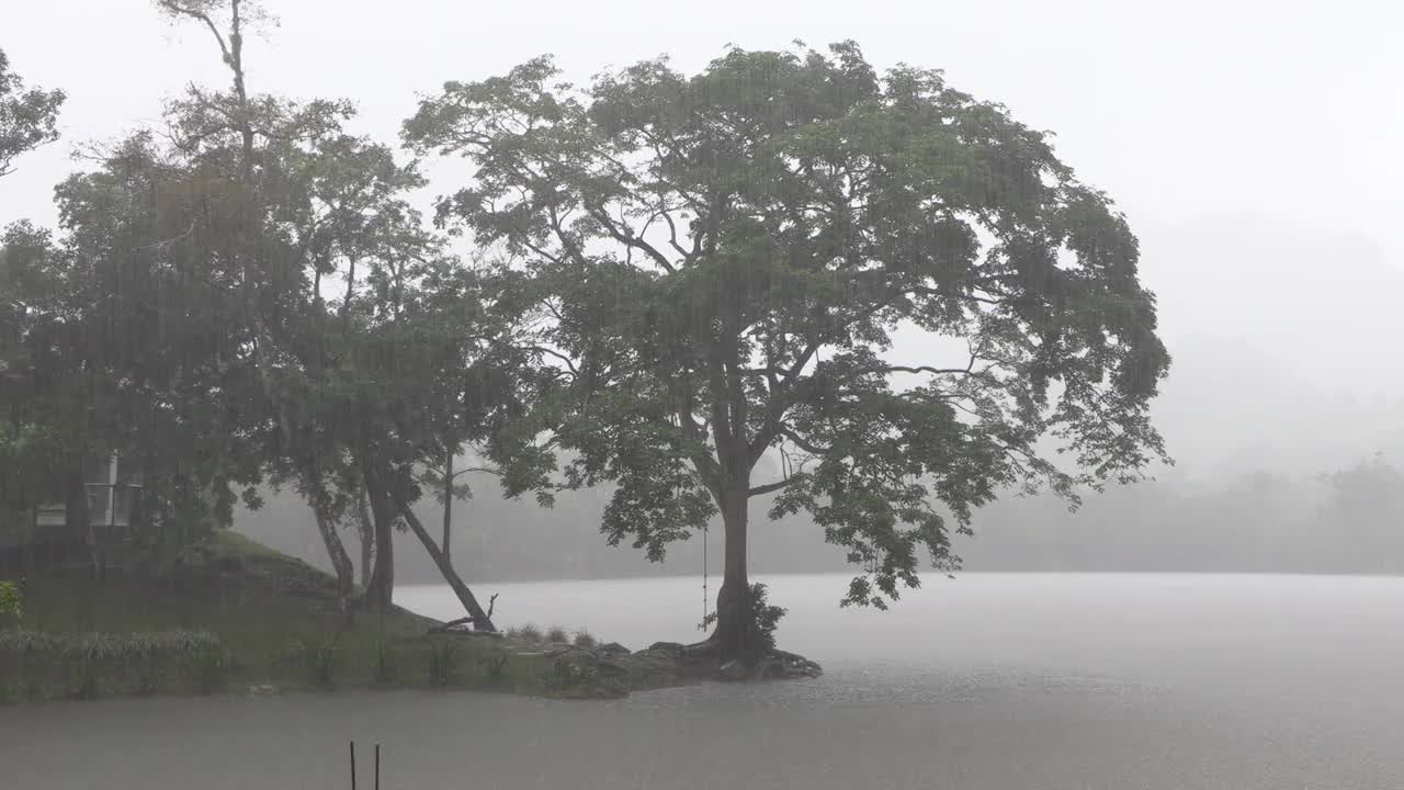 树在雨中湖边的薄雾(阴森恐怖惊悚的气氛)视频下载