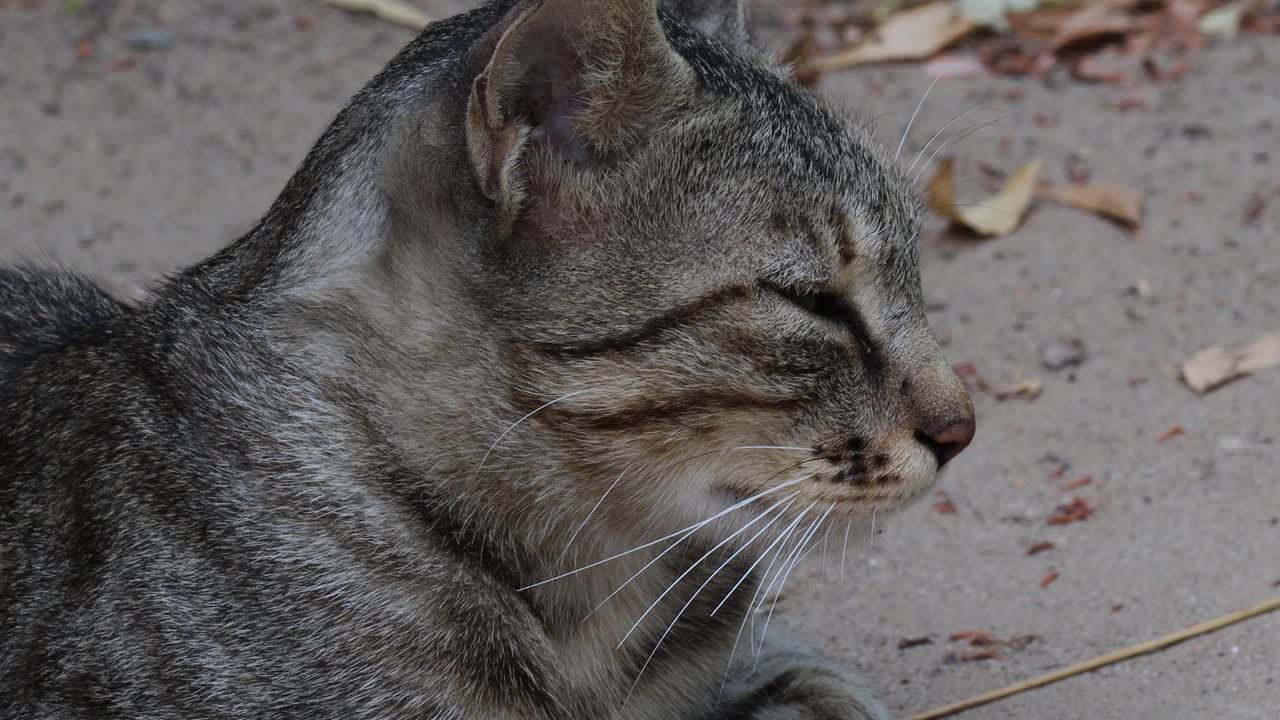 一只宠物猫坐着说话看着摄像机视频素材