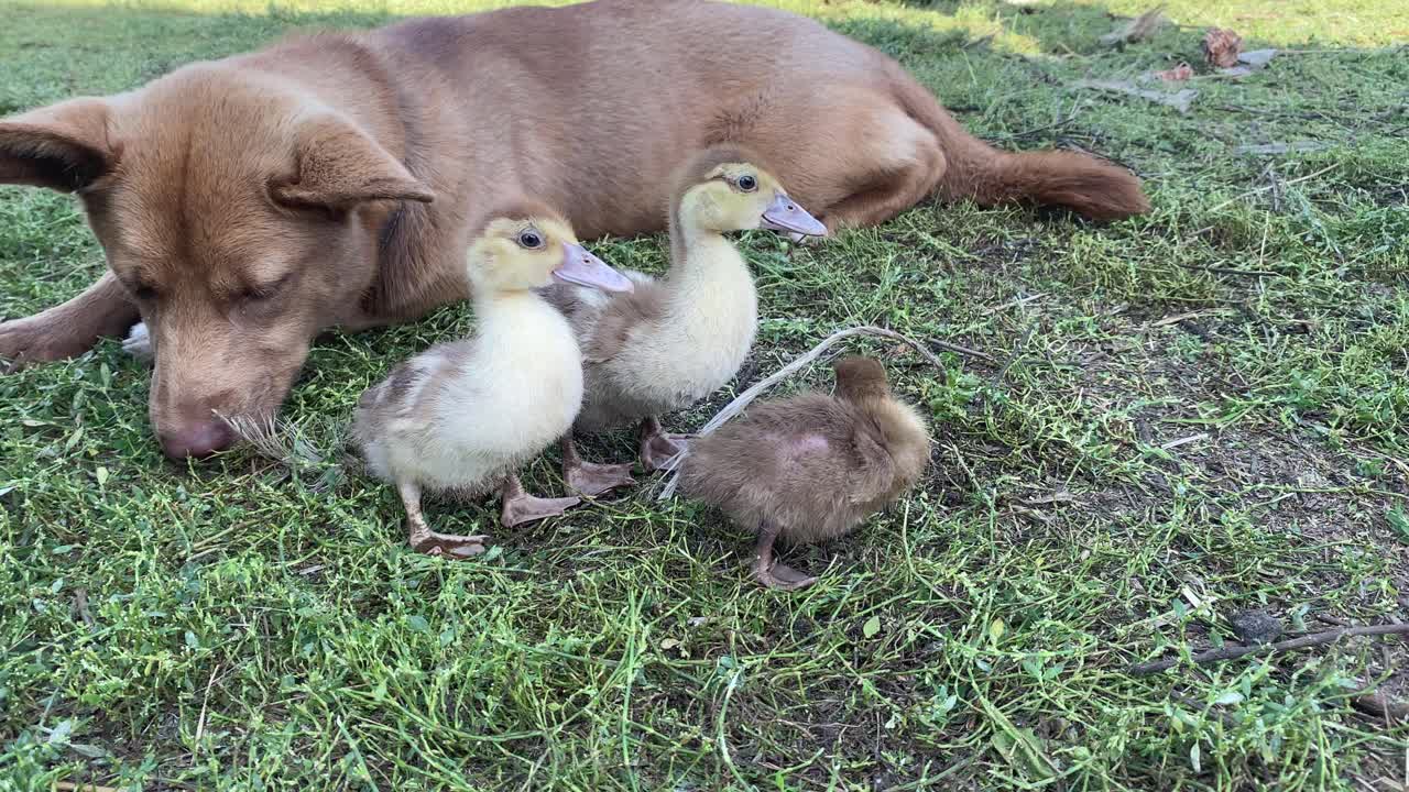 牧羊犬照看着小鸭子，这样它们就不会从农场跑掉了视频素材