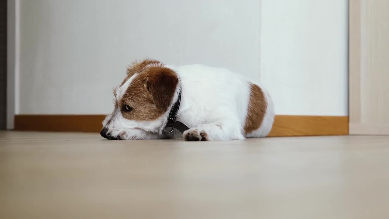 杰克罗素梗躺在地板上。视频素材