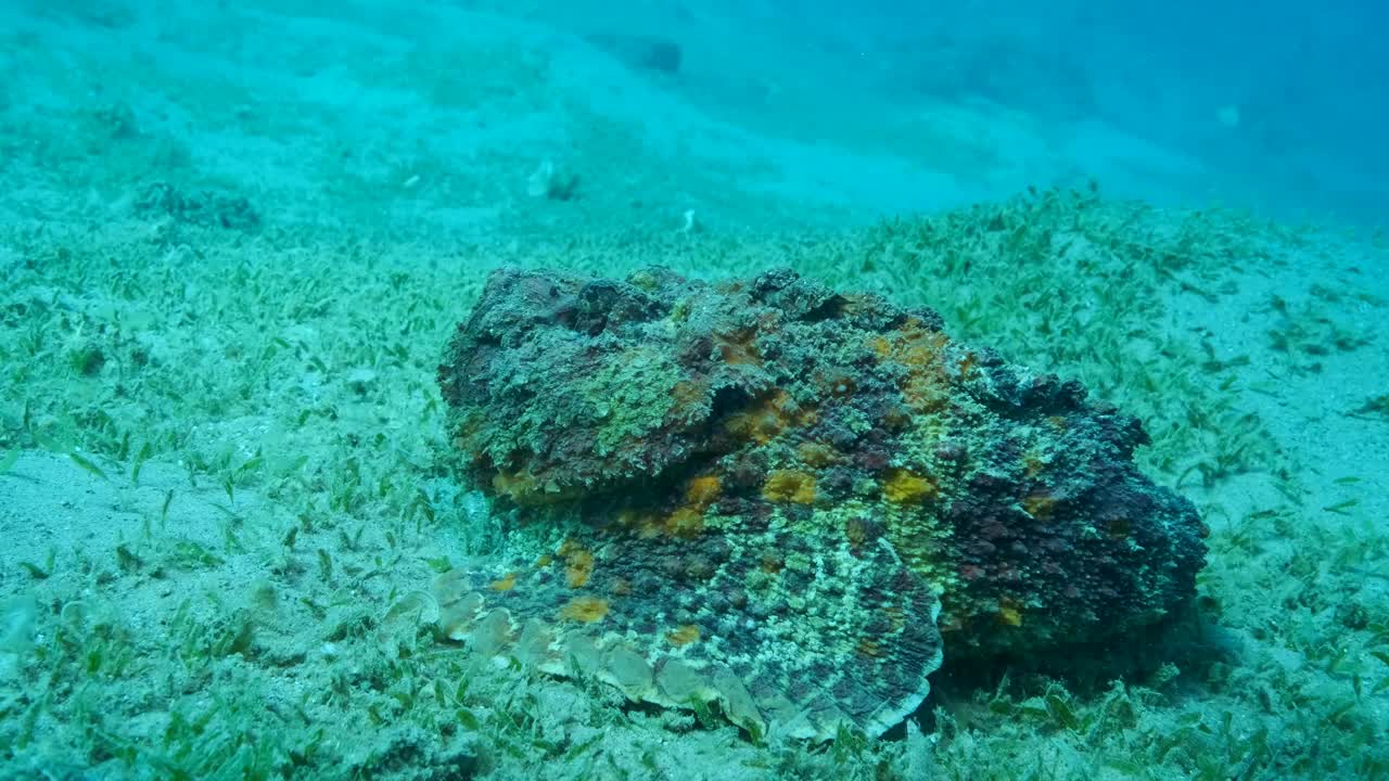 石头鱼的特写镜头躺在布满绿色海草的沙质海底。礁石鱼，慢动作视频素材