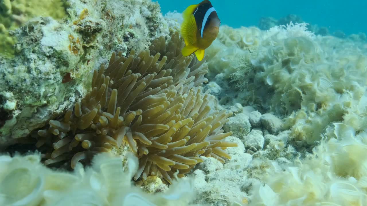 慢镜头特写。小丑鱼在海葵。红海海葵鱼或三带海葵鱼视频素材